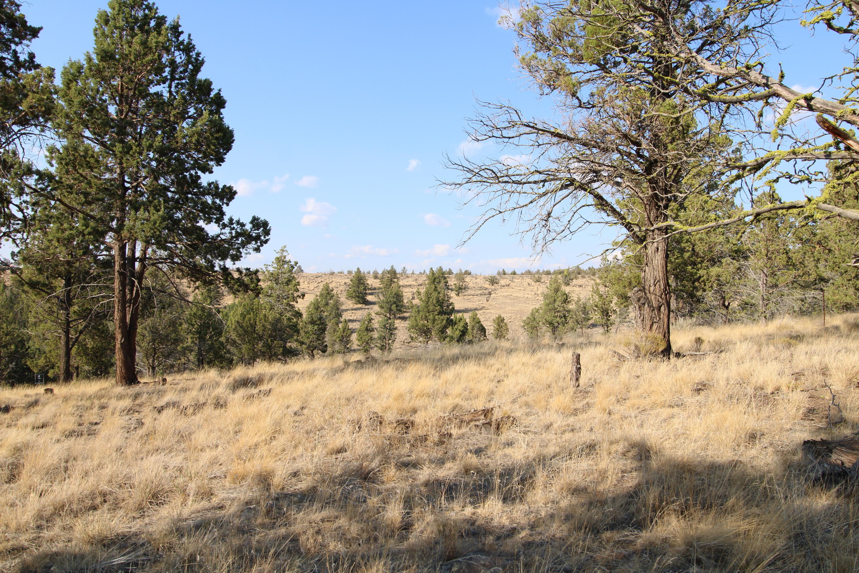 7571 Southeast Walther Loop Prineville, OR 97754 - Photo 24 of 38 BLM Land