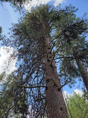 $245,000 | Tbd Peaceful Pines Road, Unit 13, Council, ID 83612