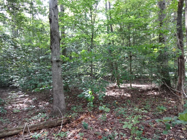 9111 Broadstone Road North Chesterfield, VA 23236 - Photo 1 of 2 a view of a forest with trees