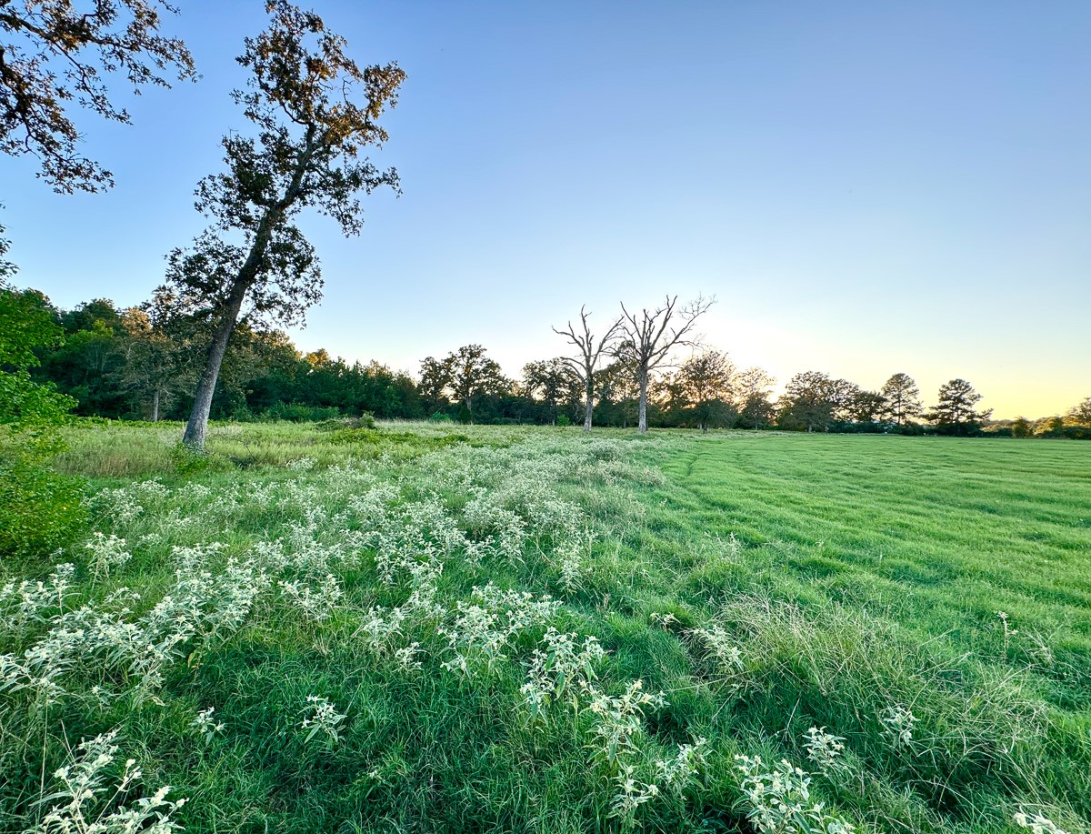1 Hoke Road Richards, TX 77873 - Photo 33 of 43 a view of a grassy field