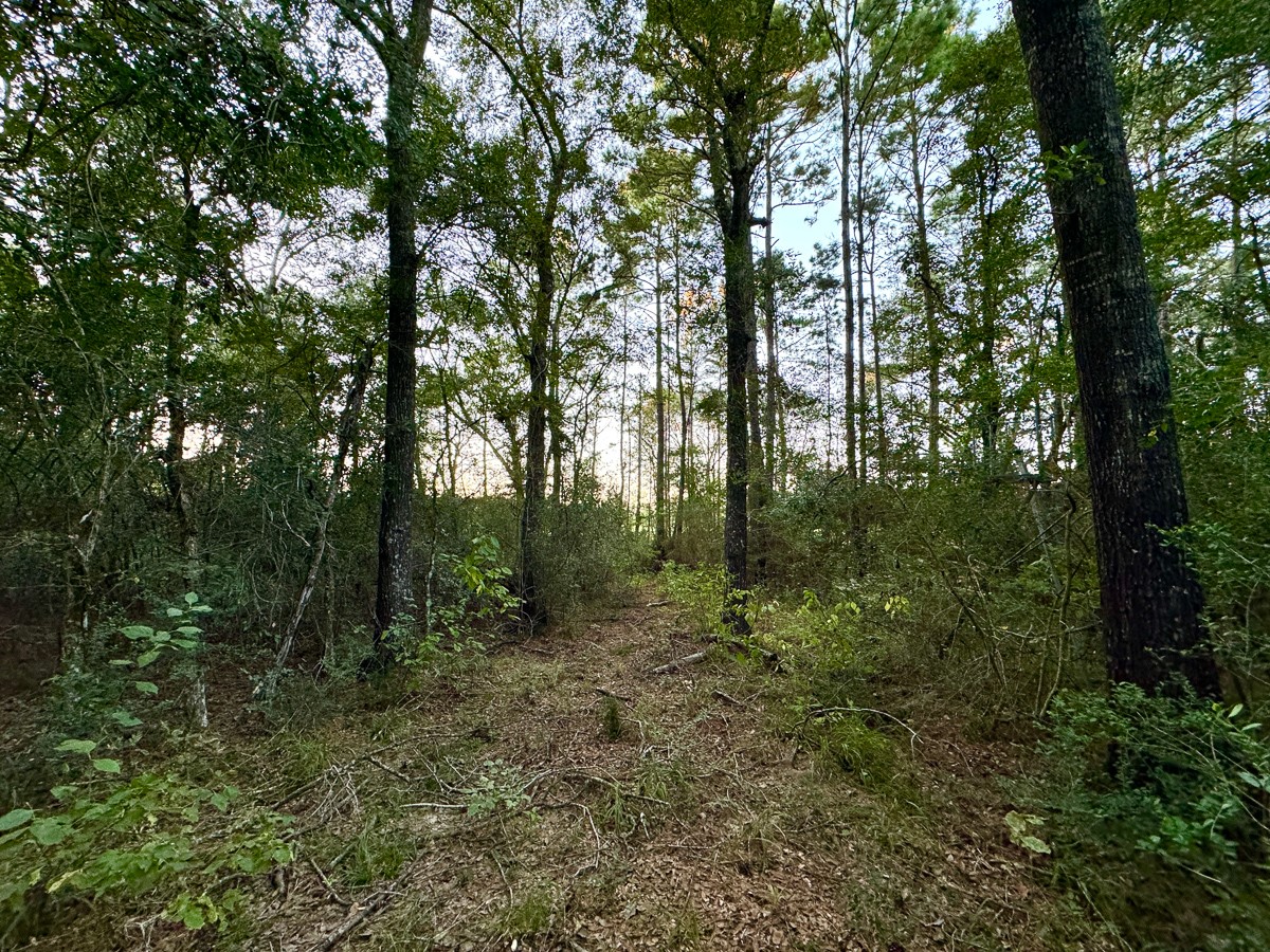 1 Hoke Road Richards, TX 77873 - Photo 34 of 43 a view of a forest with trees in front of it