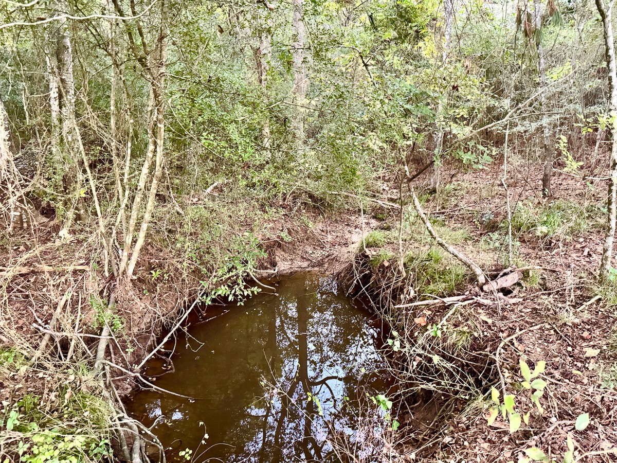 1 Hoke Road Richards, TX 77873 - Photo 35 of 43 a picture of a tree