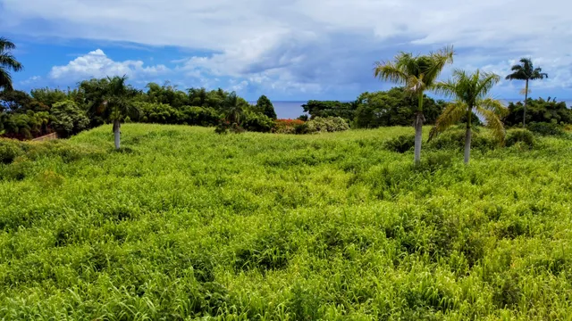 a view of a garden with a building in the background