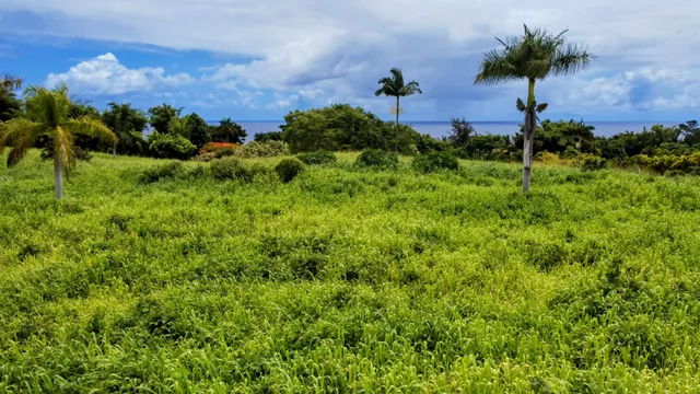 a view of a yard with a house