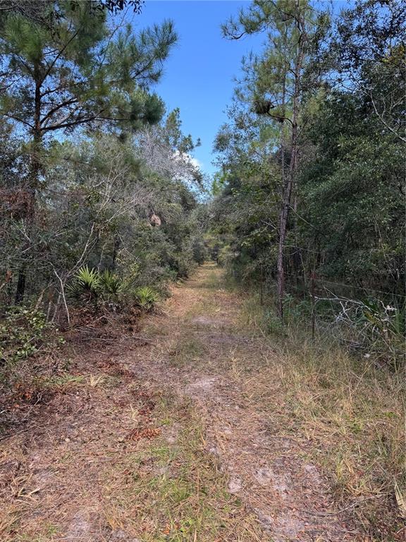 Tbd Quail Road Chiefland, FL 32626 - Photo 11 of 24 a view of a forest with trees in the background