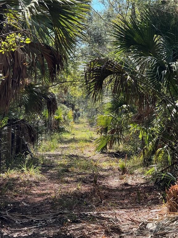 Tbd Quail Road Chiefland, FL 32626 - Photo 12 of 24 a view of a tree