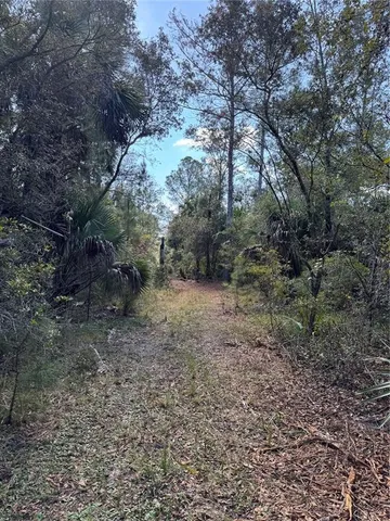a view of a forest with trees in the background