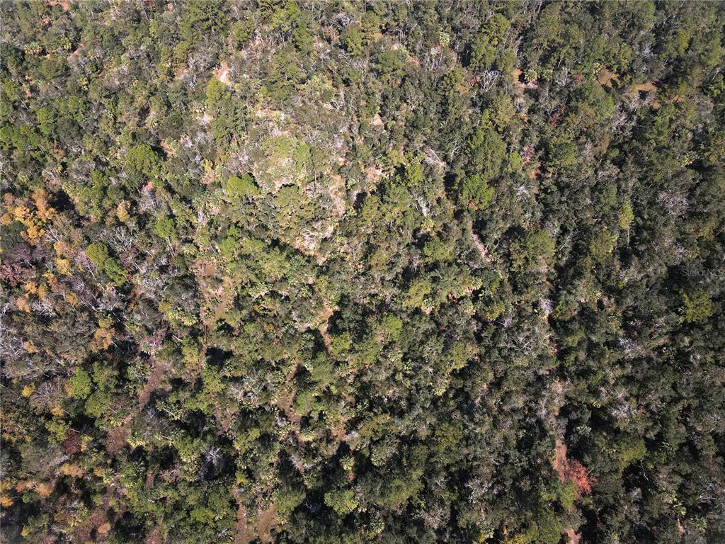 Tbd Quail Road Chiefland, FL 32626 - Photo 19 of 24 a view of a tree