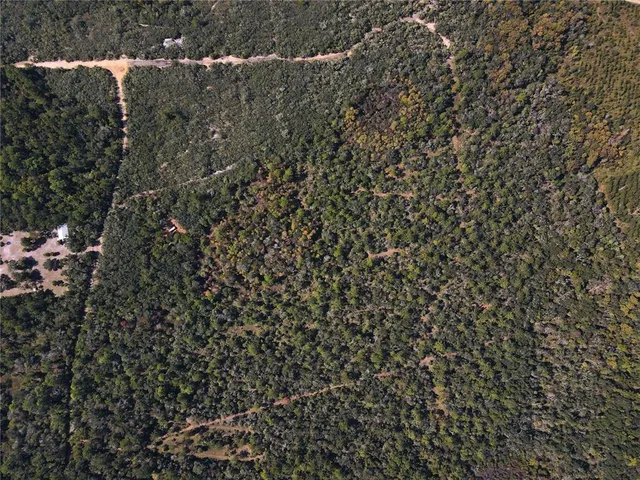 a view of a forest with a tree