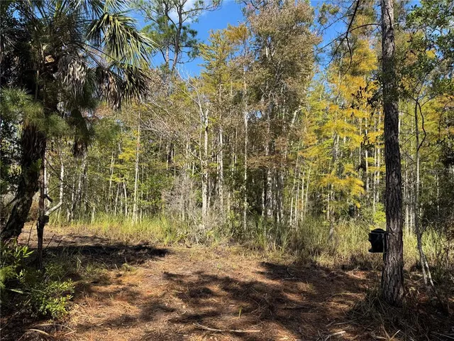 a view of a yard with plants and trees