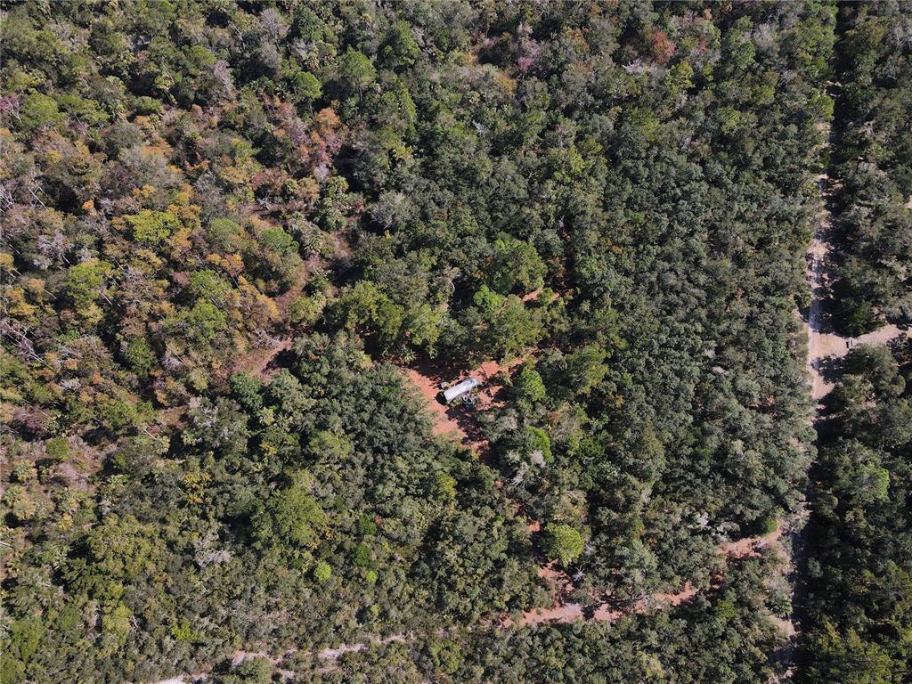 Tbd Quail Road Chiefland, FL 32626 - Photo 5 of 24 a view of a tree in a field