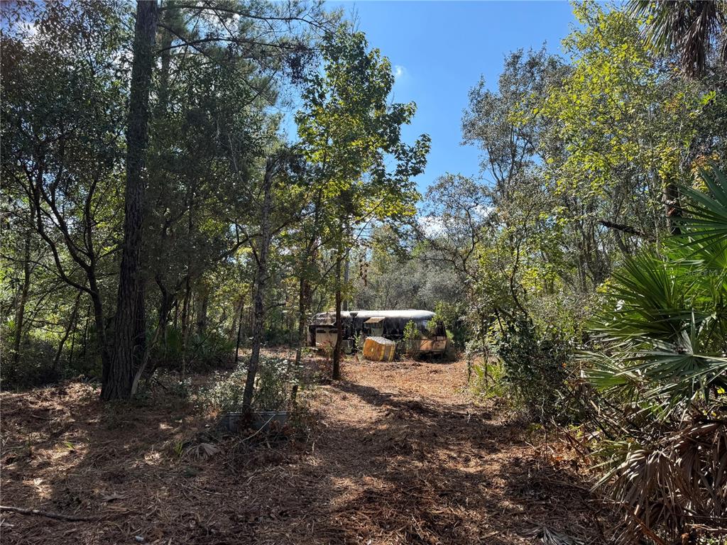 Tbd Quail Road Chiefland, FL 32626 - Photo 6 of 24 a view of a forest with trees