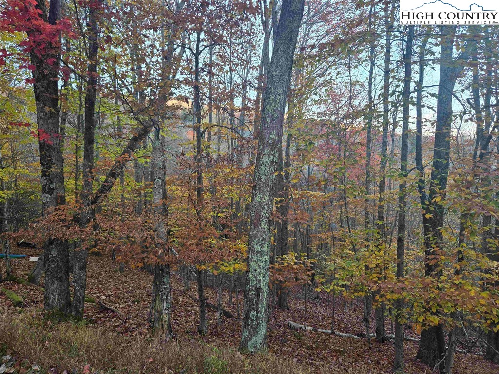 119 Shagbark Road Beech Mountain, NC 28604 - Photo 5 of 15 a view of a yard with large trees