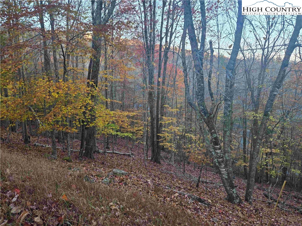 119 Shagbark Road Beech Mountain, NC 28604 - Photo 7 of 15 a view of a forest that has large trees