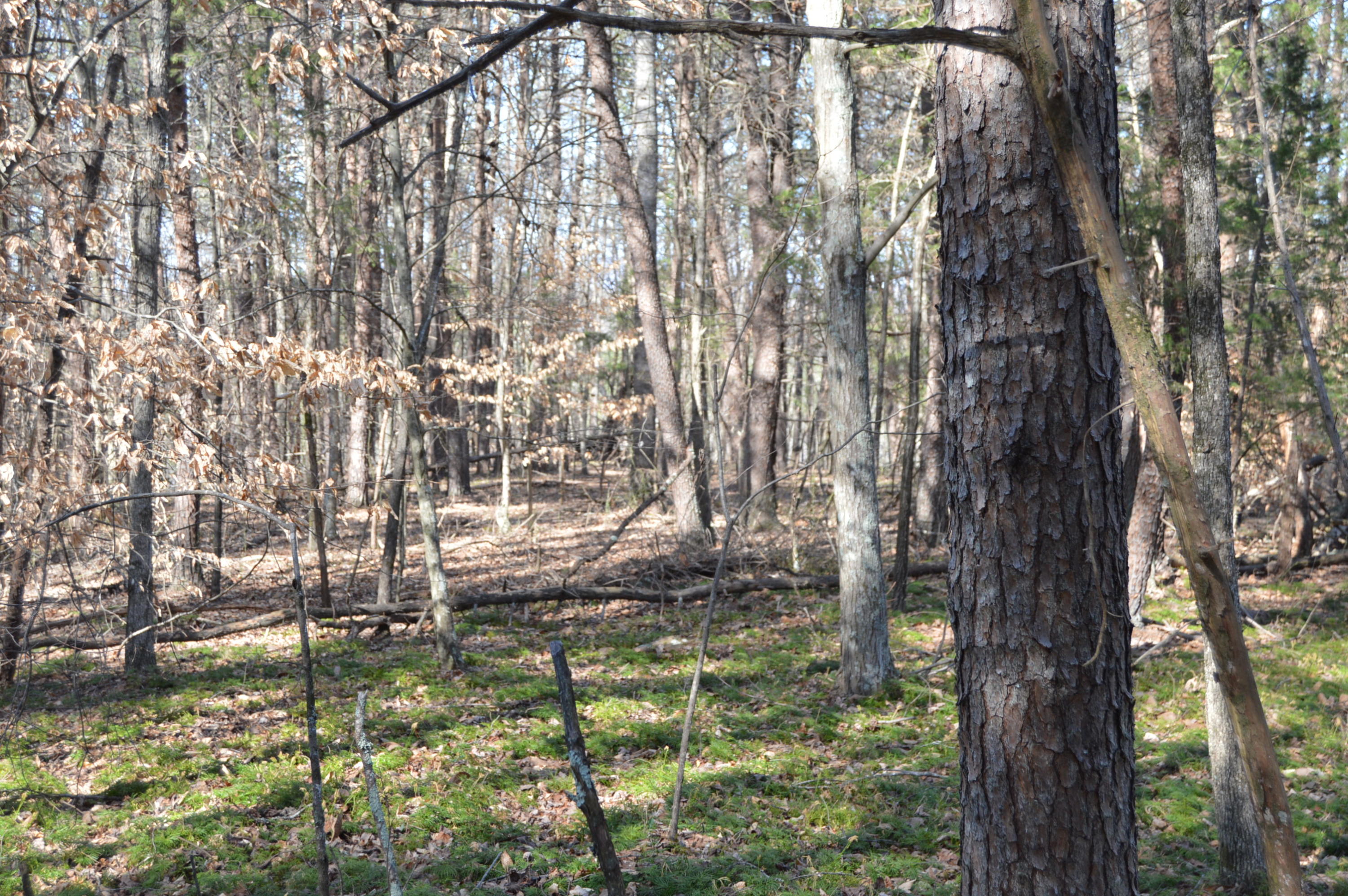 Lot 1 Mill Run Road Chatham, VA 24531 - Photo 1 of 18 Land