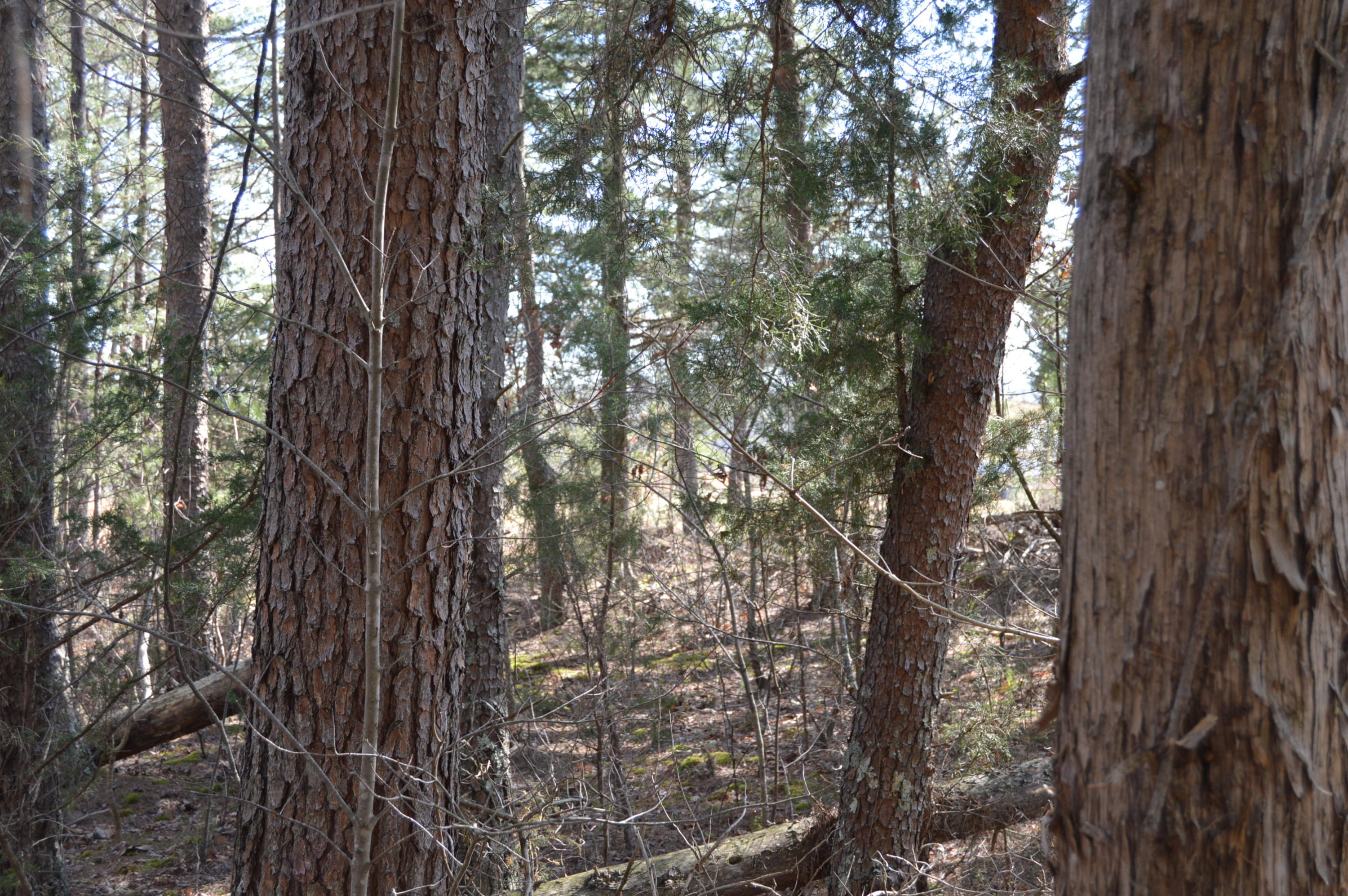 Lot 1 Mill Run Road Chatham, VA 24531 - Photo 11 of 18 Land