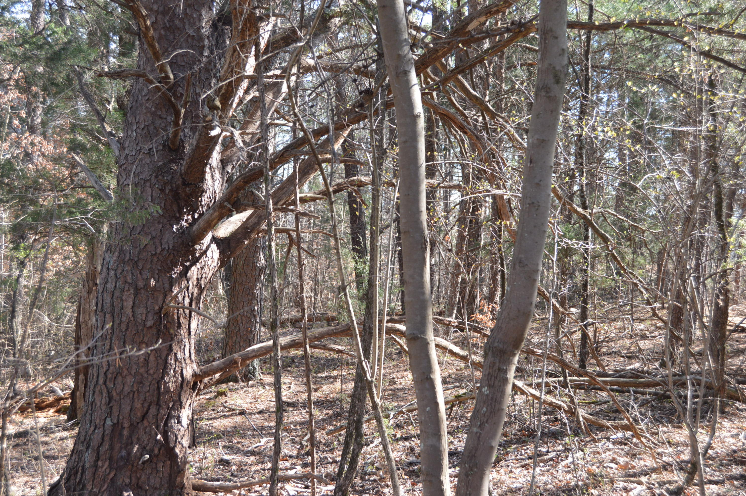 Lot 1 Mill Run Road Chatham, VA 24531 - Photo 12 of 18 Land