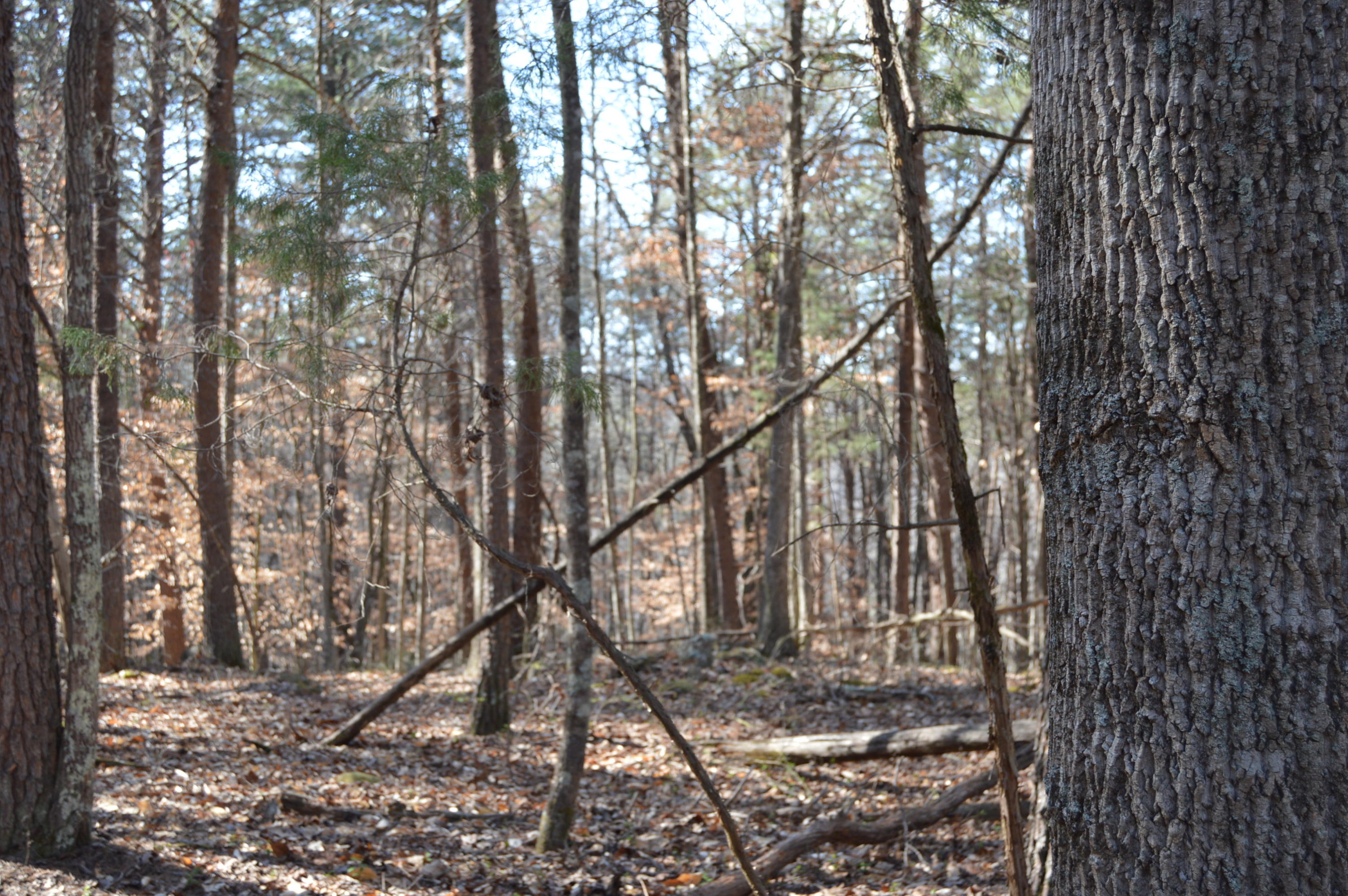 Lot 1 Mill Run Road Chatham, VA 24531 - Photo 13 of 18 Land