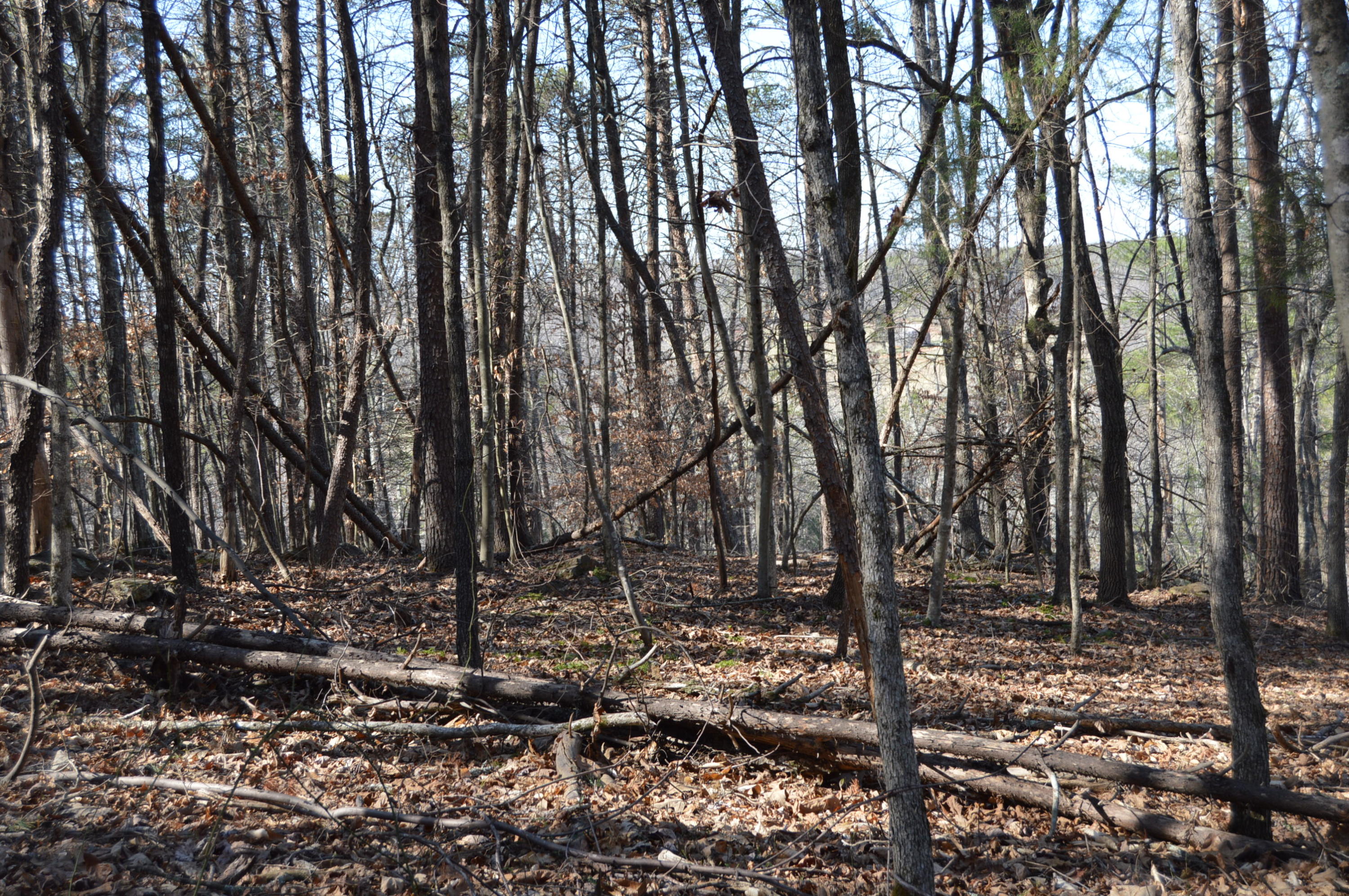 Lot 1 Mill Run Road Chatham, VA 24531 - Photo 14 of 18 Land