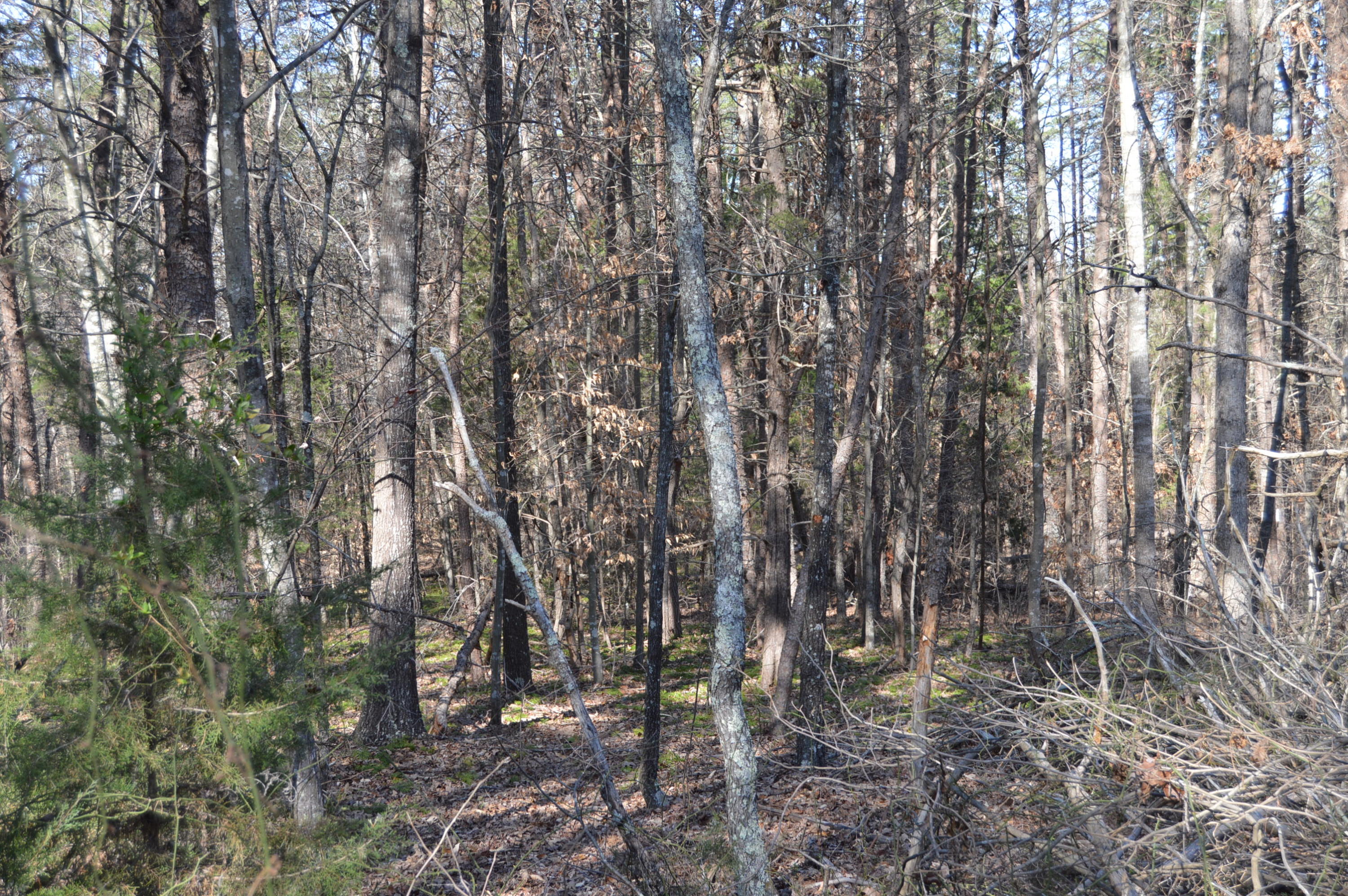 Lot 1 Mill Run Road Chatham, VA 24531 - Photo 15 of 18 Land