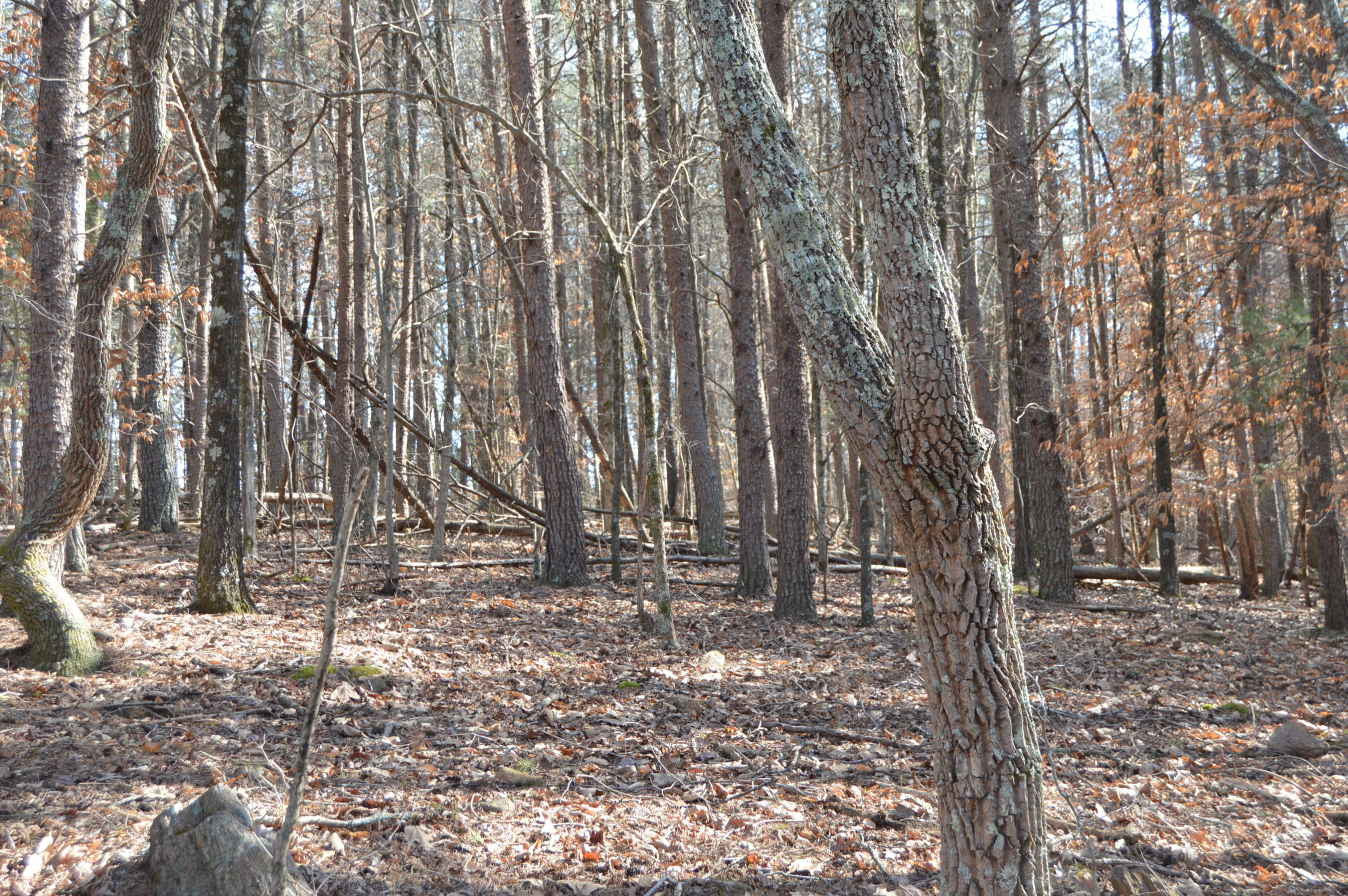 Lot 1 Mill Run Road Chatham, VA 24531 - Photo 16 of 18 Land