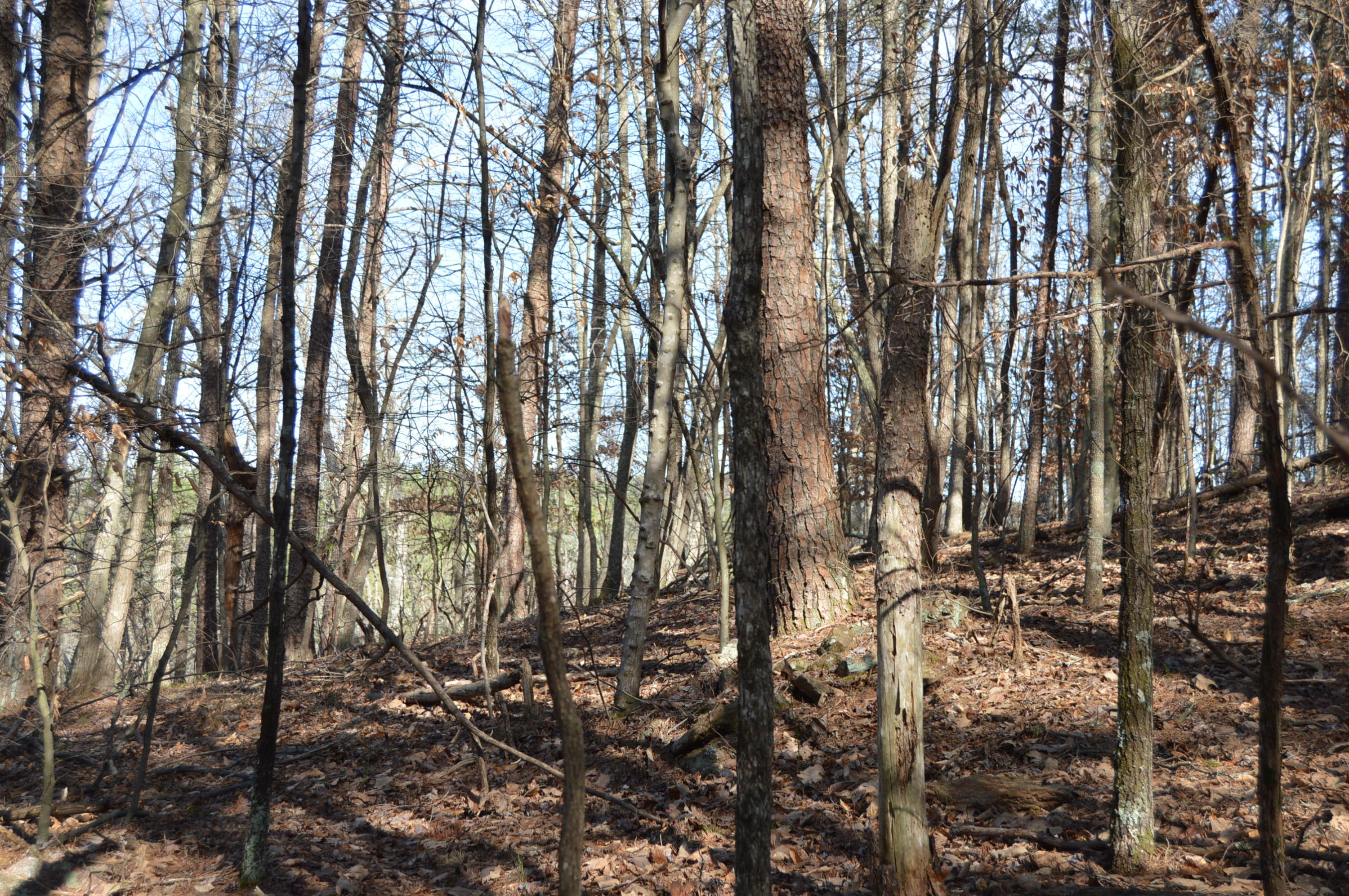 Lot 1 Mill Run Road Chatham, VA 24531 - Photo 17 of 18 Land