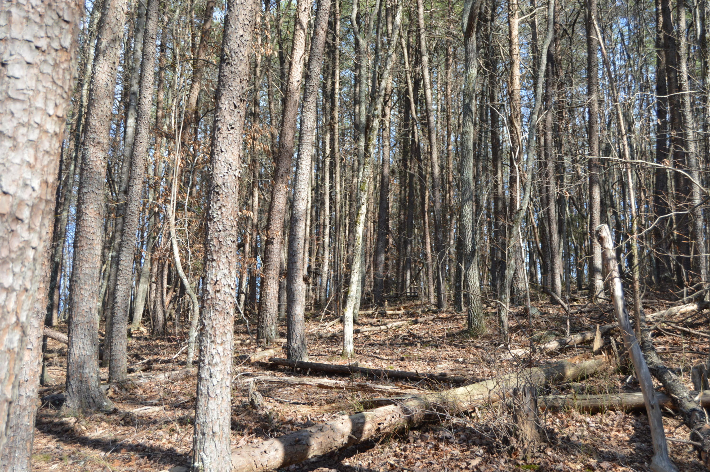 Lot 1 Mill Run Road Chatham, VA 24531 - Photo 3 of 18 Land