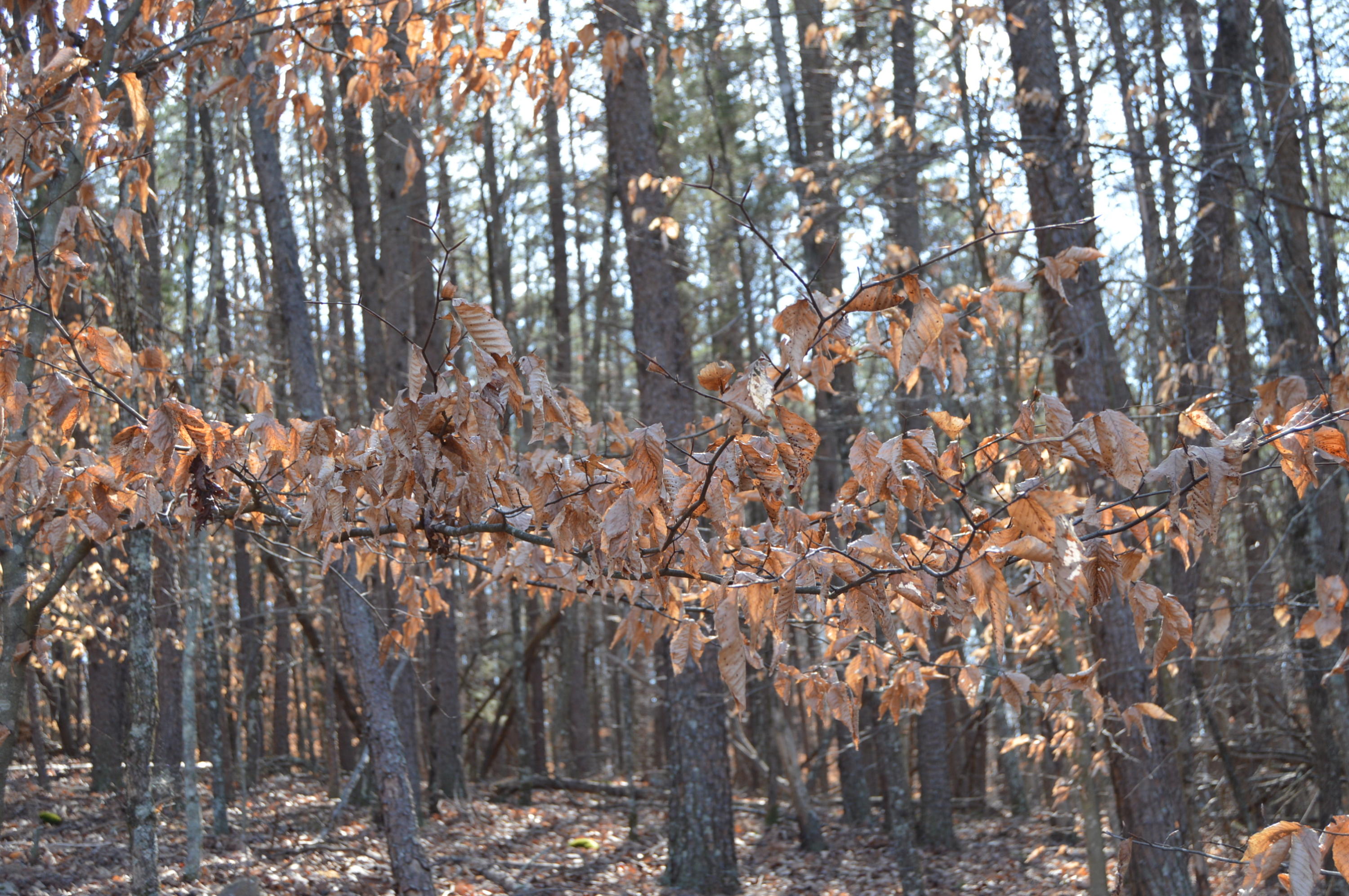 Lot 1 Mill Run Road Chatham, VA 24531 - Photo 4 of 18 Wooded
