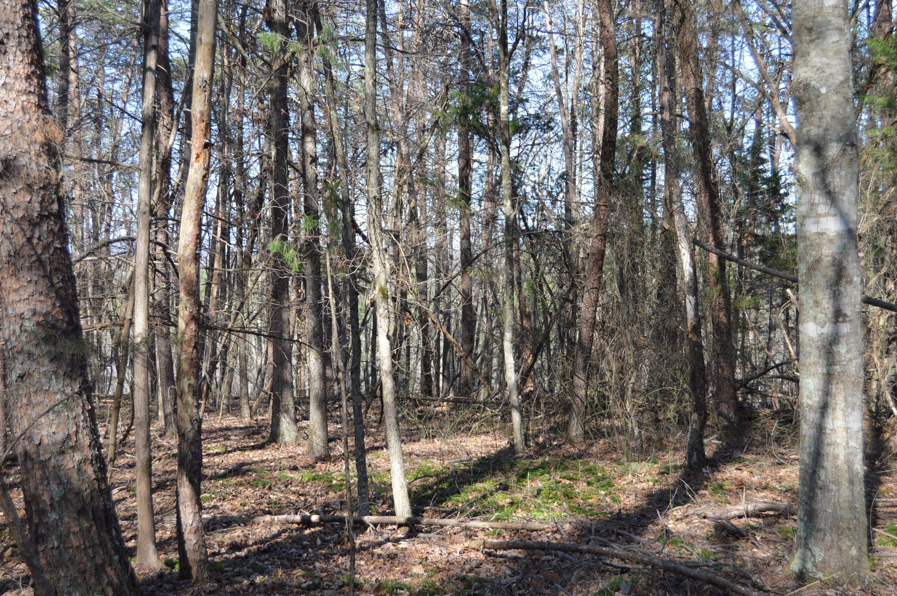 Lot 1 Mill Run Road Chatham, VA 24531 - Photo 5 of 18 Land