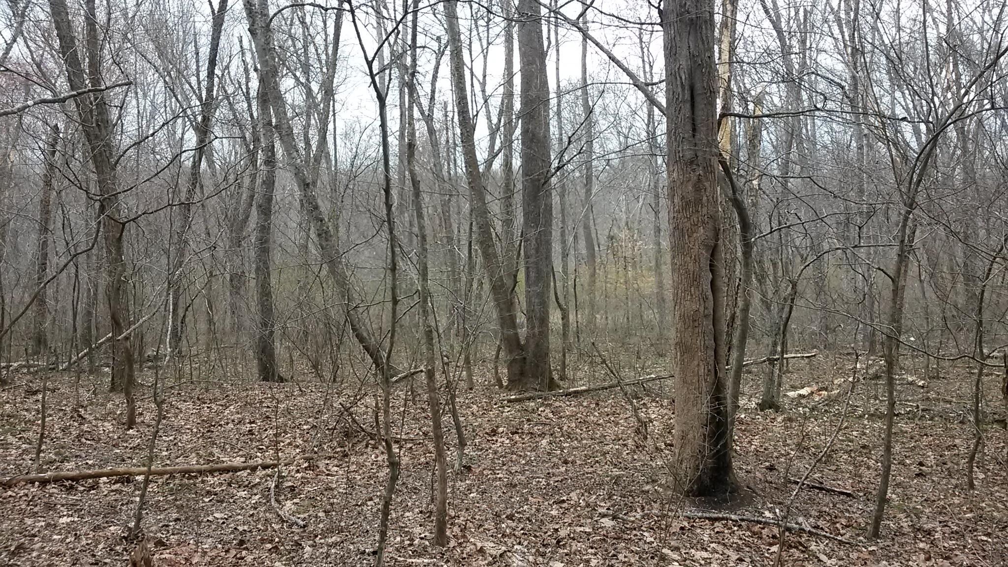 Lot 1 Mill Run Road Chatham, VA 24531 - Photo 7 of 18 Land