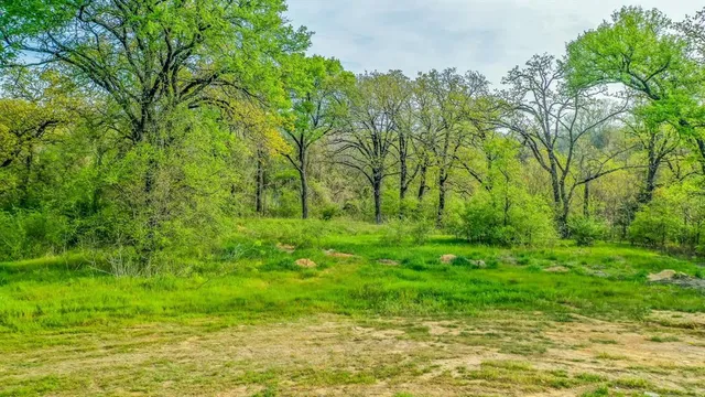 a huge green field with lots of bushes