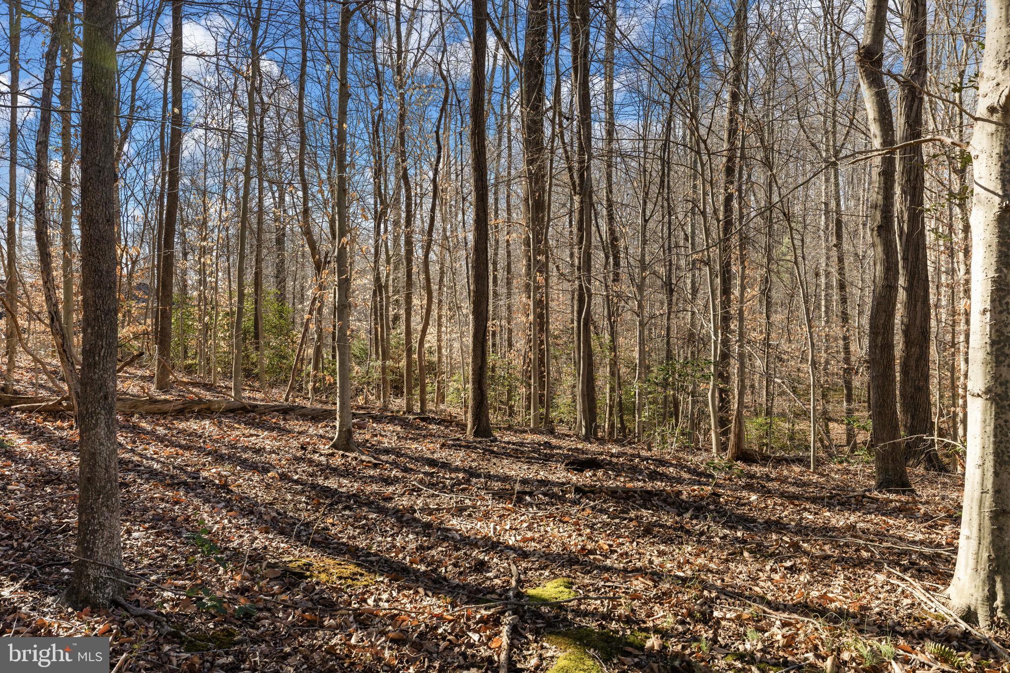 6463 Wheeler Drive King George, VA 22485 - Photo 44 of 57 a view of a backyard with trees