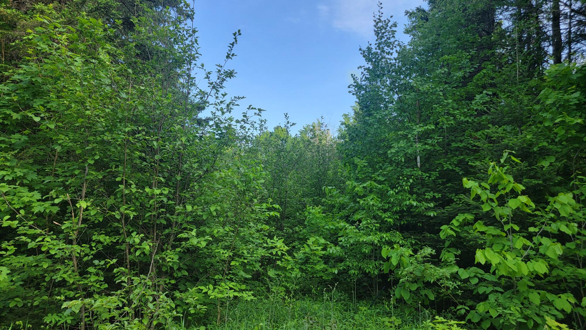 On Dolan Road, Unit 28ACRES Winter, WI 54896 - Photo 2 of 9 Gallery Image 2