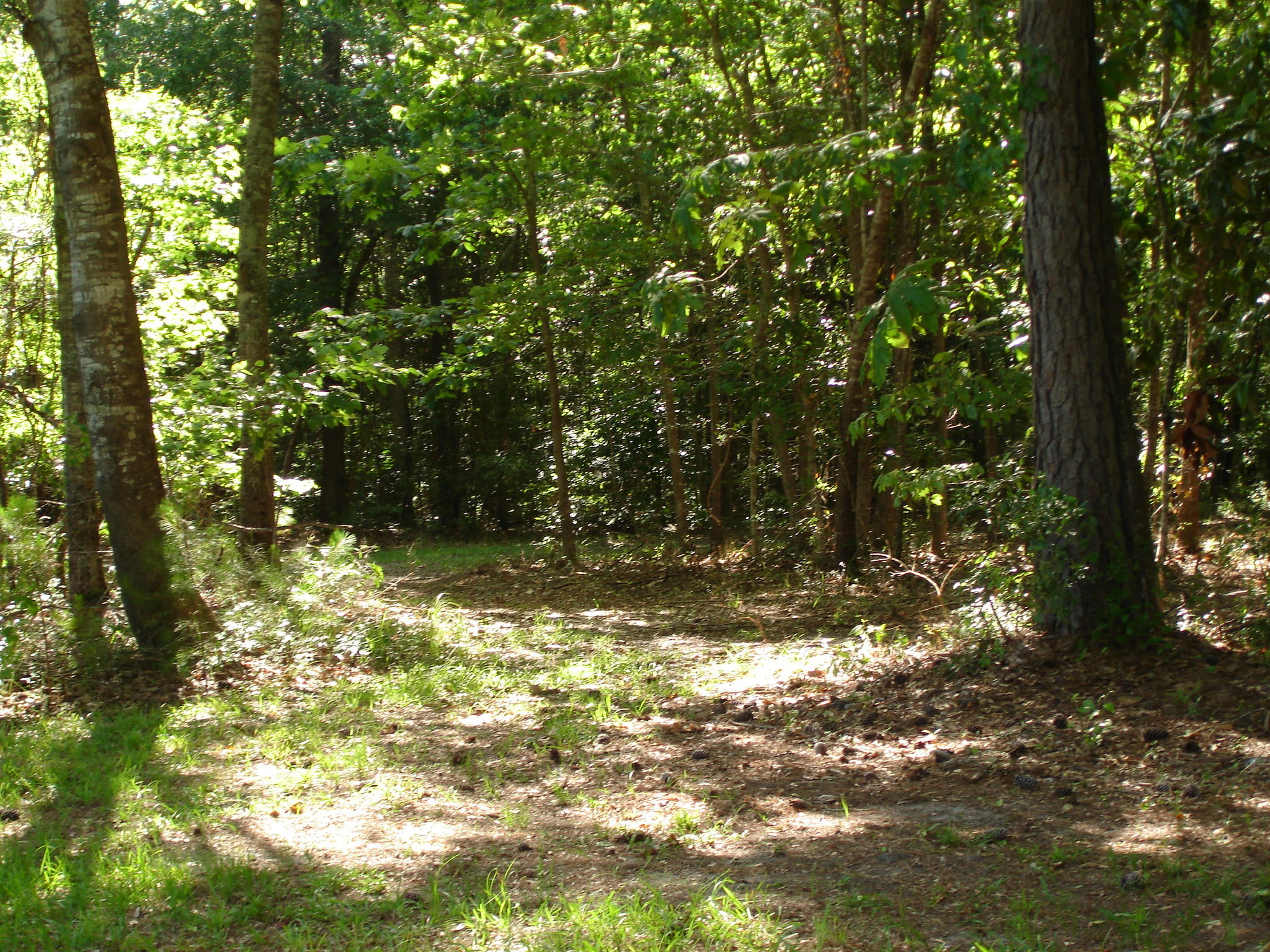 5737 Golden Rice Lane Ravenel, SC 29470 - Photo 2 of 13 Rice Hope lot 19 pictures (6)