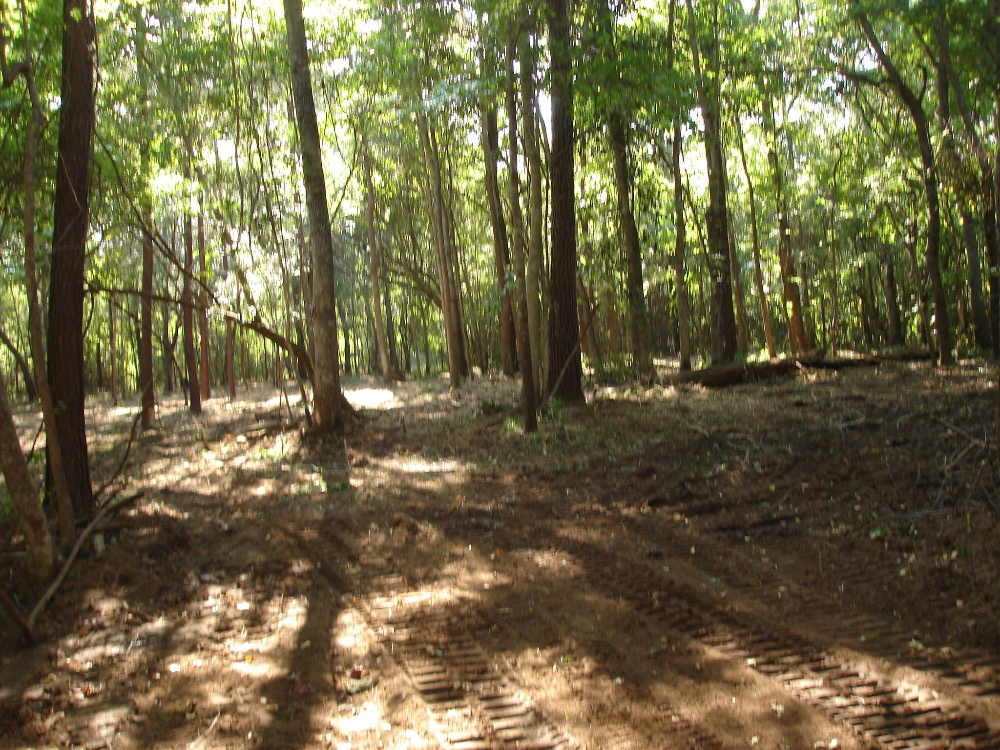 5737 Golden Rice Lane Ravenel, SC 29470 - Photo 11 of 13 rice hope lot 7 (9)