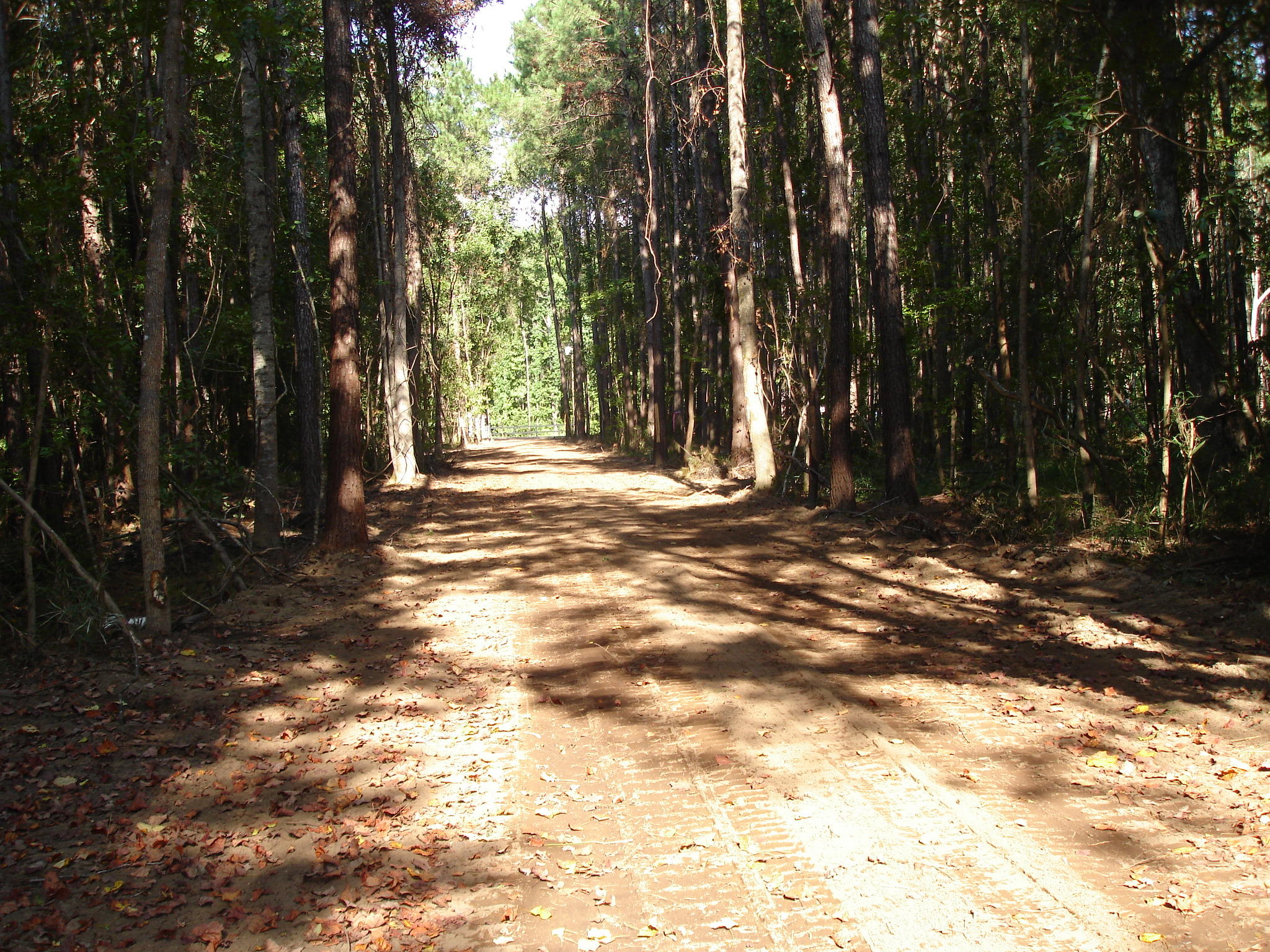 5737 Golden Rice Lane Ravenel, SC 29470 - Photo 4 of 13 rice hope lot 7 (7)