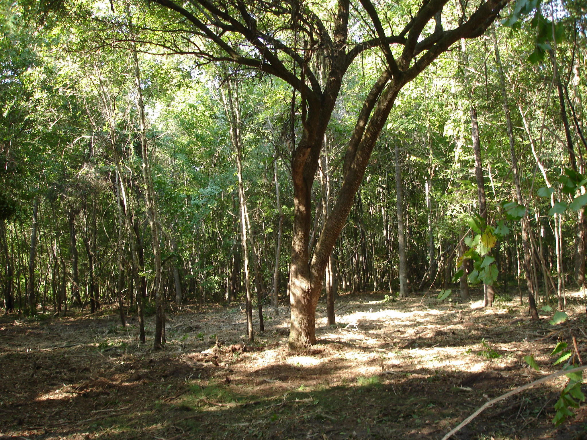 5737 Golden Rice Lane Ravenel, SC 29470 - Photo 8 of 13 rice hope lot 7 (4)