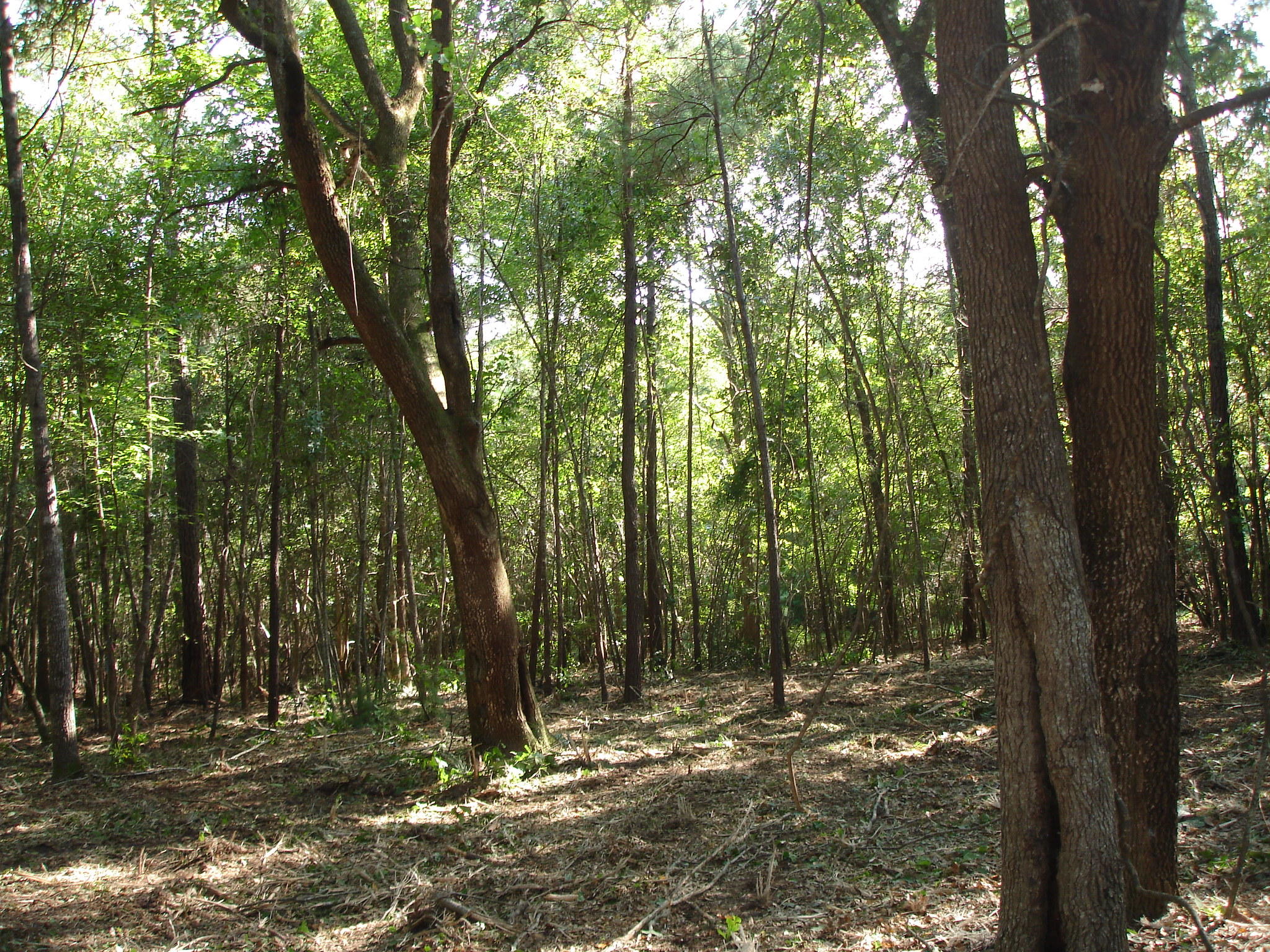 5737 Golden Rice Lane Ravenel, SC 29470 - Photo 10 of 13 rice hope lot 7 (2)