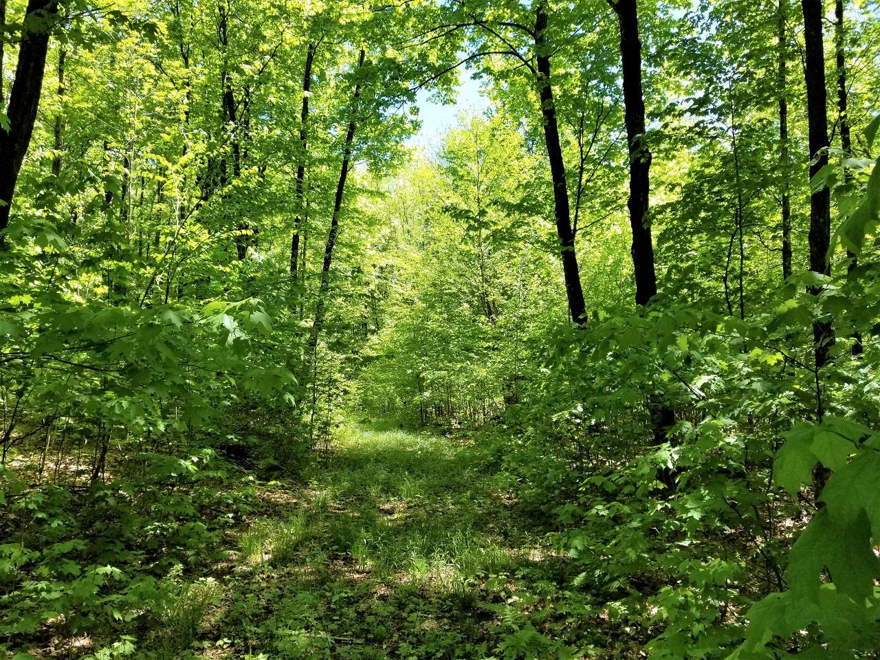 Lot 4 Pardee Lake Road Presque Isle, WI 54557 - Photo 10 of 25 Gallery Image 10