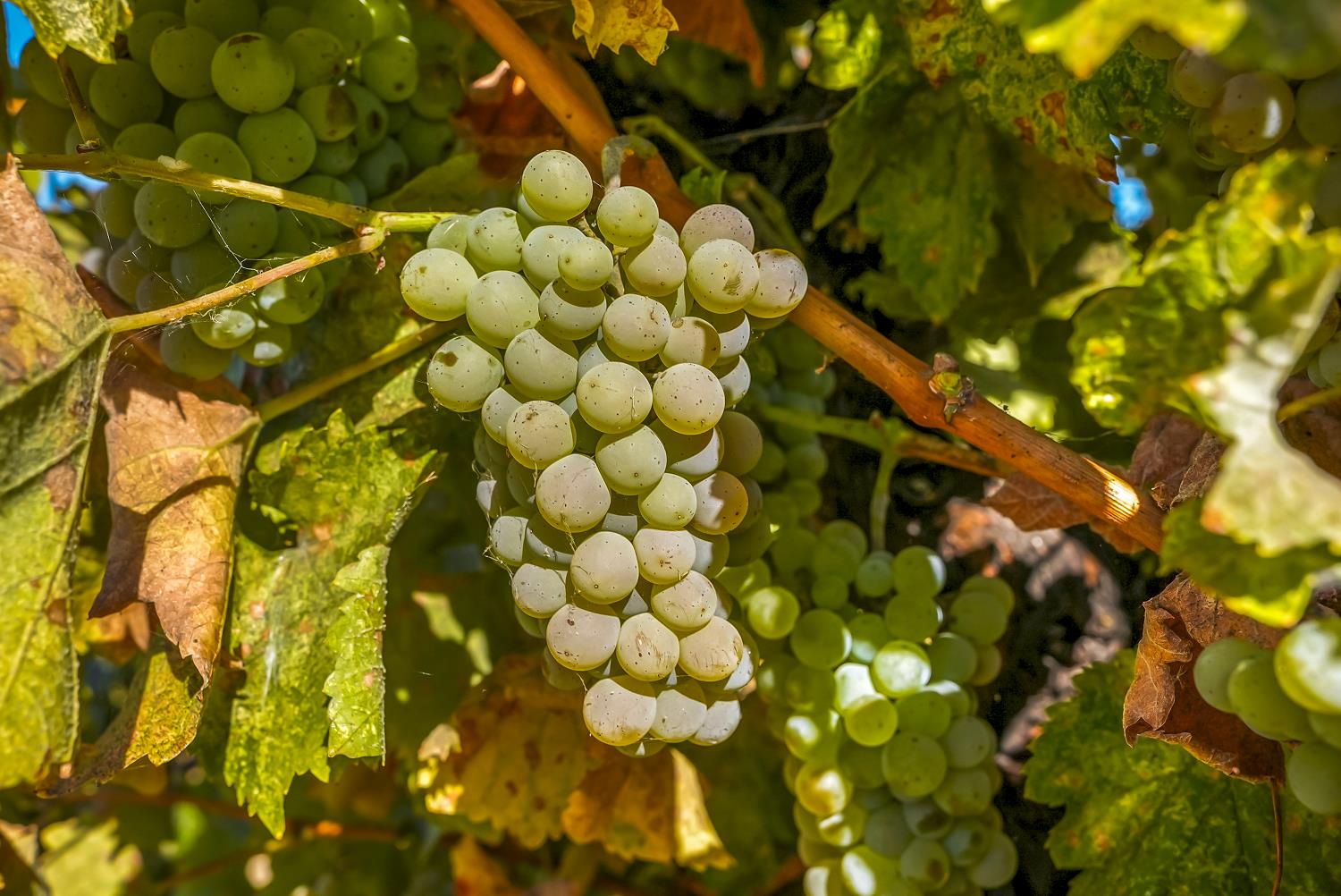22215 Devries Road Lodi, CA 95242 - Photo 73 of 99 a view of a tree