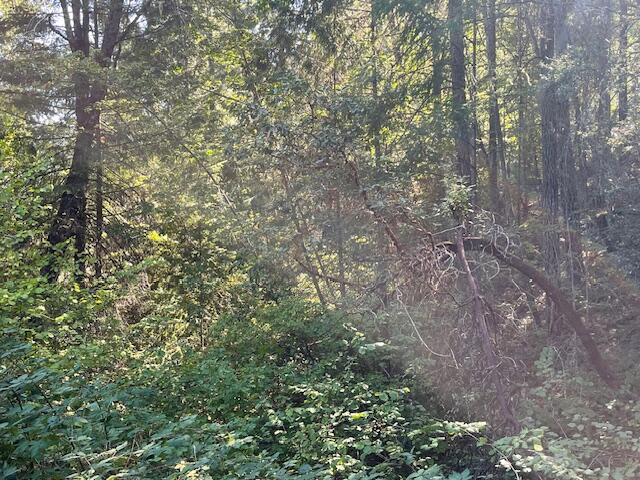 8000 Thompson Creek Road Williams, OR 97544 - Photo 4 of 10 a view of a yard with a tree