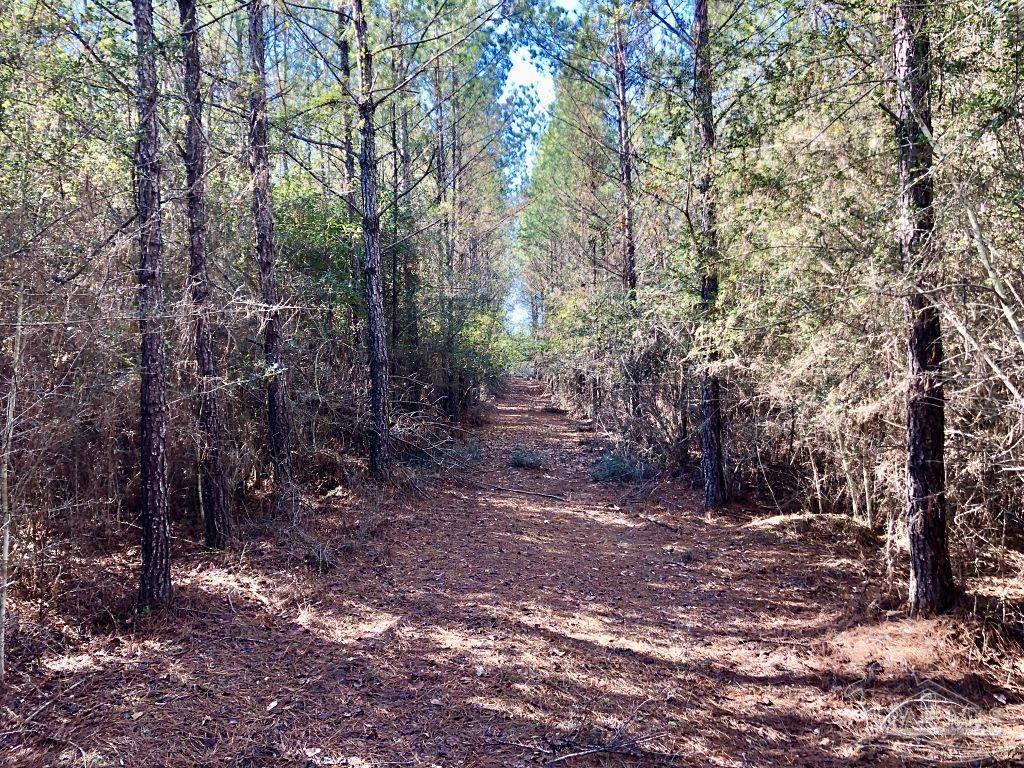 Lot 19-sw Bashi Road Pace, FL 32571 - Photo 12 of 20