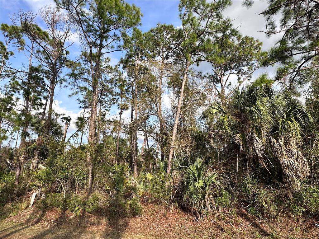 Cleo St Port North Port, FL 34286 - Photo 3 of 10 a view of a tree