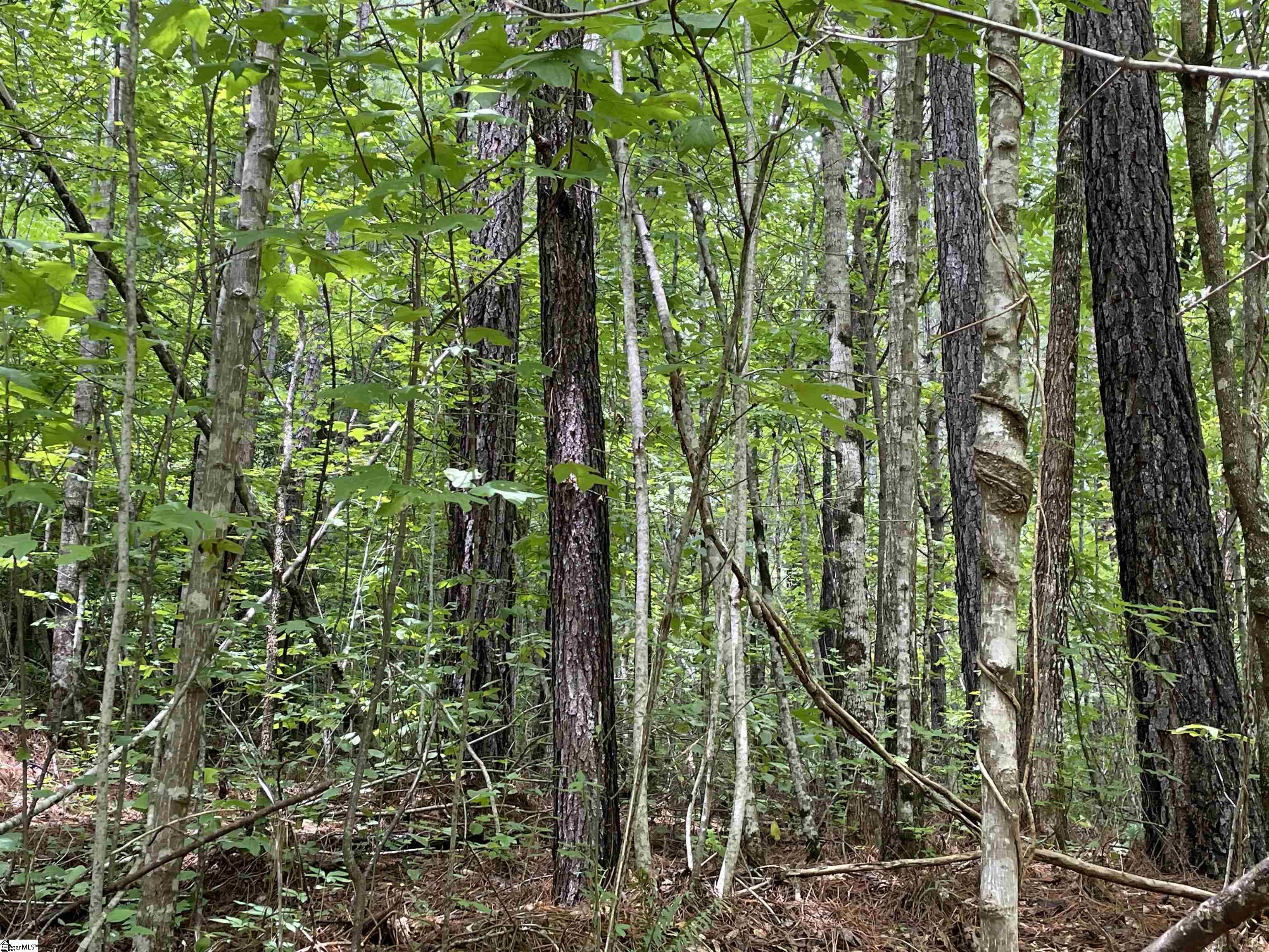 0 Osheal Drive Tamassee, SC 29686 - Photo 15 of 35