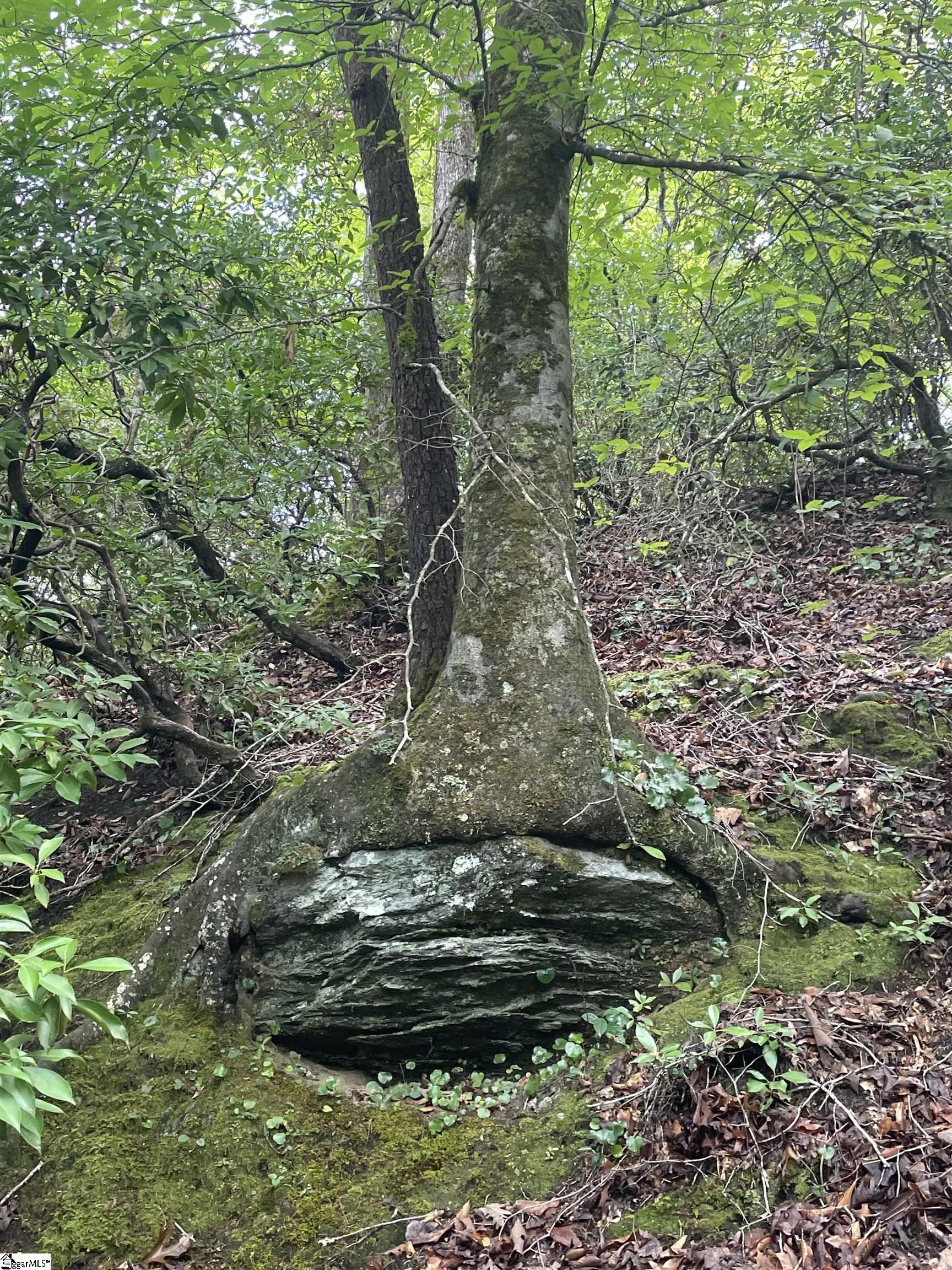 0 Osheal Drive Tamassee, SC 29686 - Photo 19 of 35