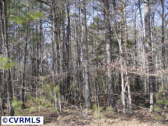 a view of a forest