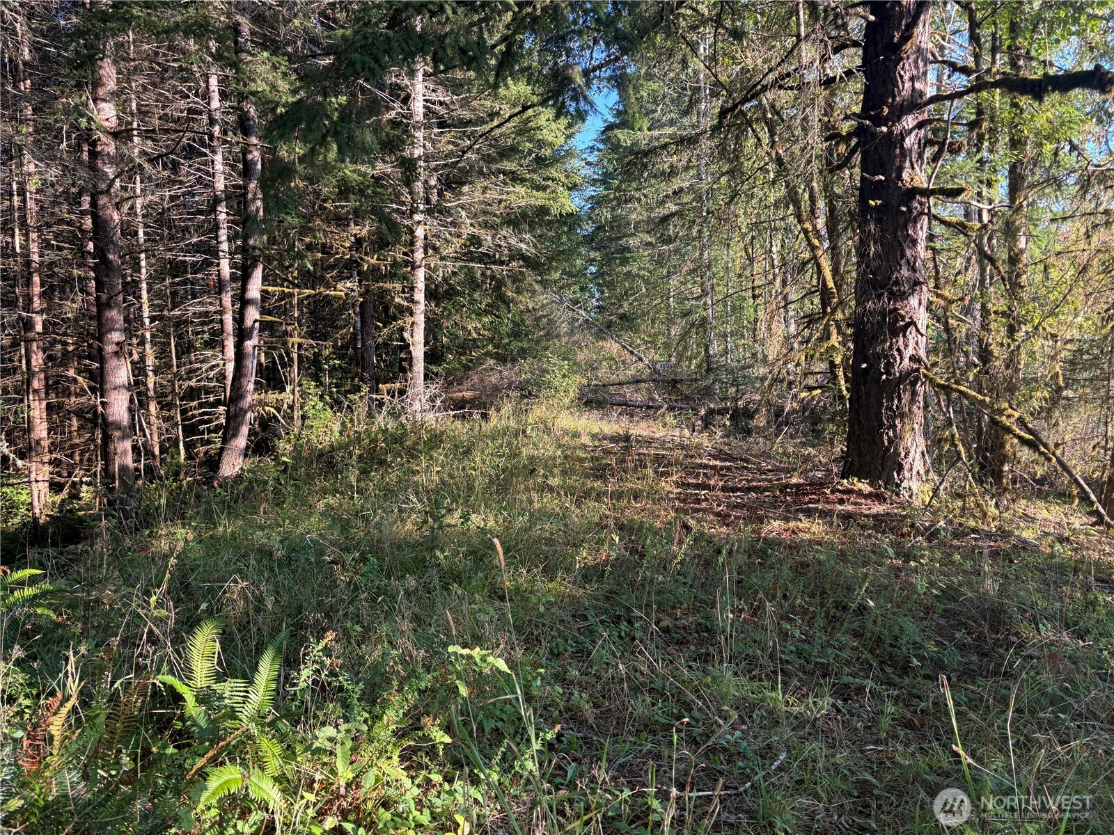 -nka Frank Smith Road Toutle, WA 98649 - Photo 16 of 19 Gallery Image 16
