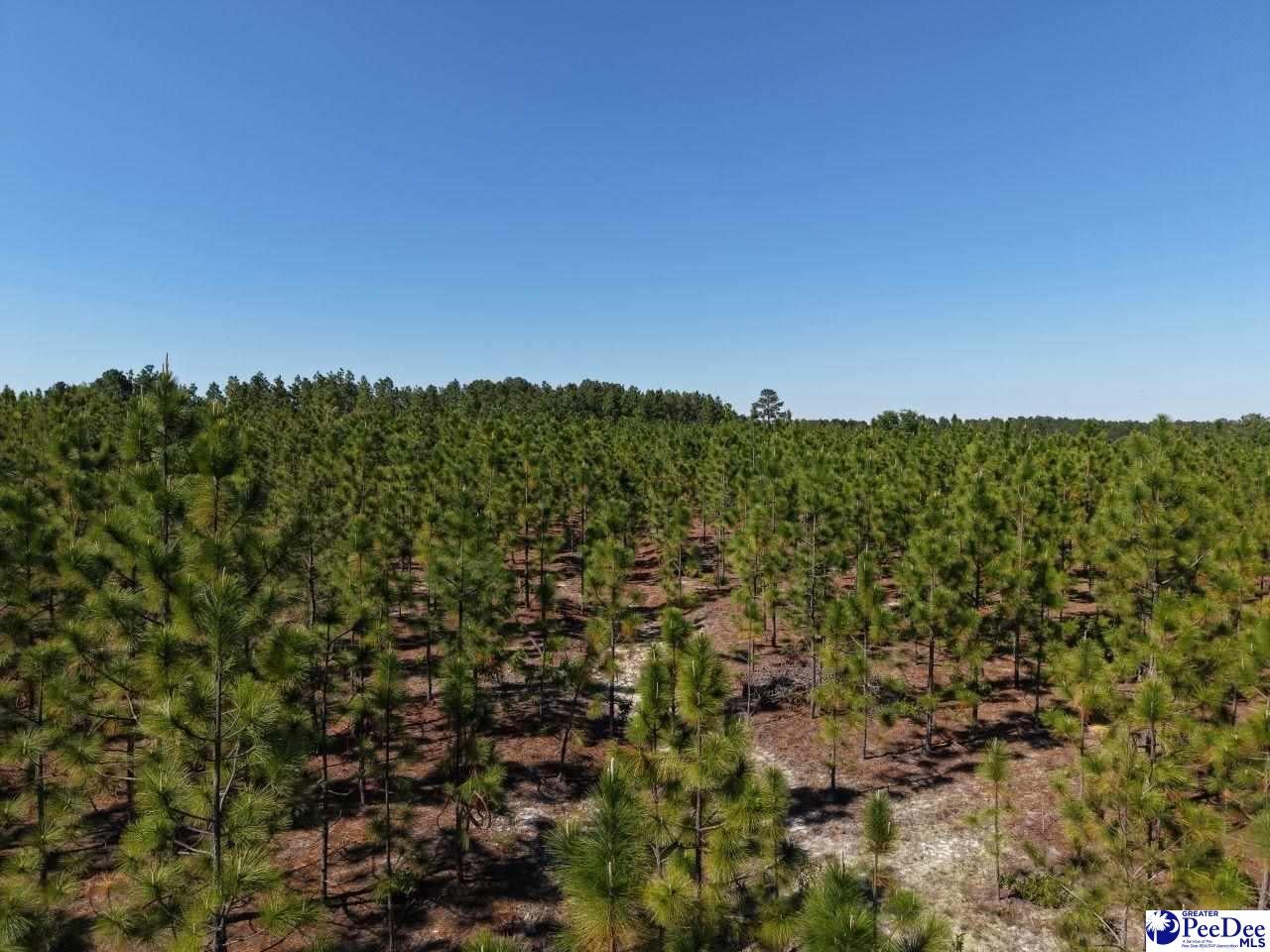 Mt Olivet Church Road Patrick, SC 29584 - Photo 20 of 45 Gallery Image 20