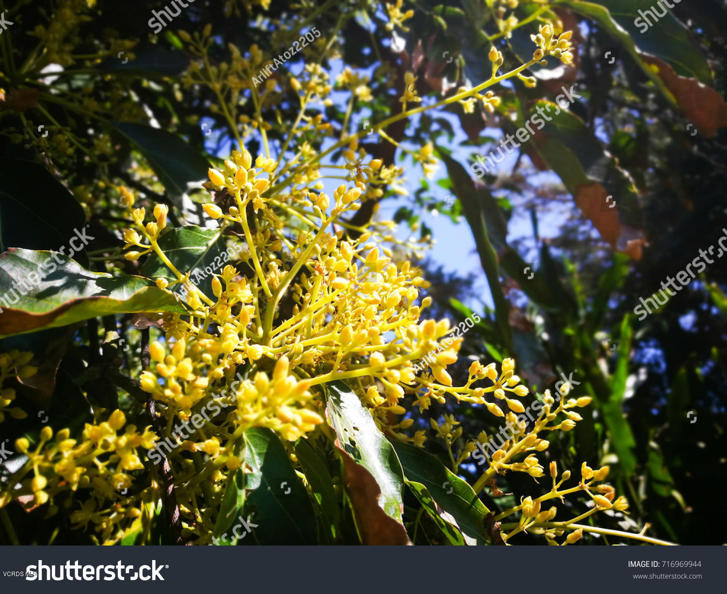 604 Hall Road Santa Paula, CA 93060 - Photo 35 of 35 stock-photo-avocado-flowers-on-its-tree-