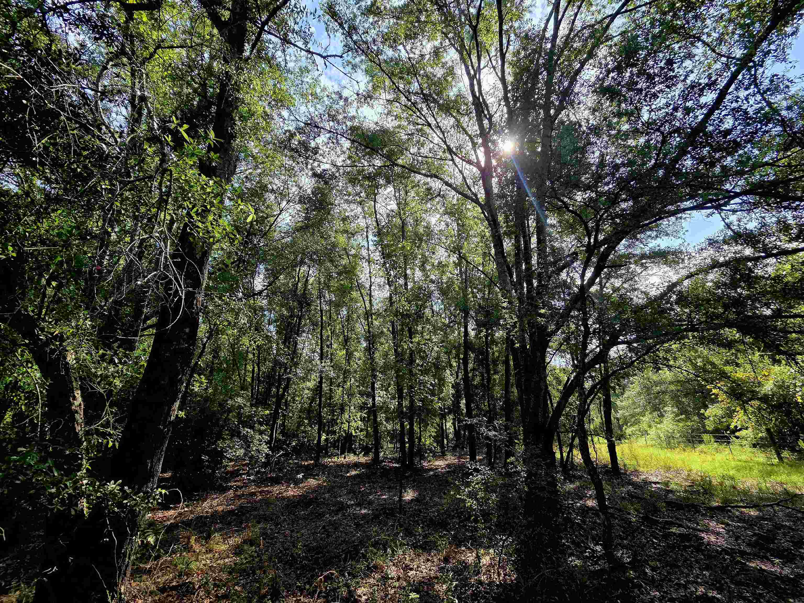 1-acre Northeast Hickory Grove Road Pinetta, FL 32350 - Photo 34 of 44 Gallery Image 34